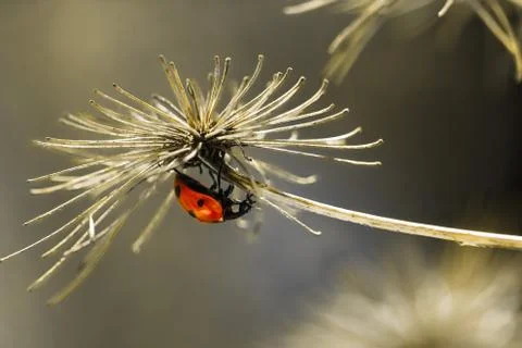 Closeup upside down red ladybug on dried flower Stock Photos