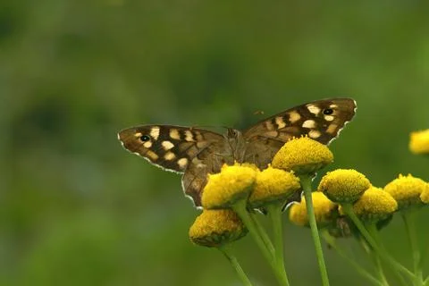 Closeup from an upward angle on a Speckled wood butterfly, Parar Stock Photos