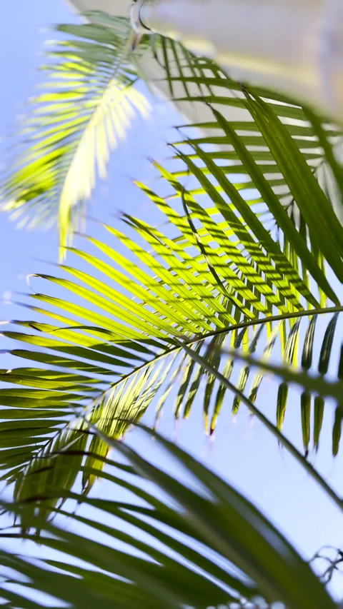 Closeup upward view of rustling green palm fronds against blue sky Stock Footage 337545167