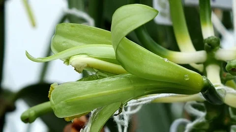 Closeup of Vanilla flower Stock Footage 82408448