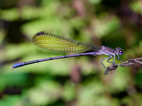 Closeup of Variable Dancer Damselfly 스톡 사진