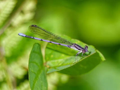 Closeup of Variable dancer damselfly Stock Photos