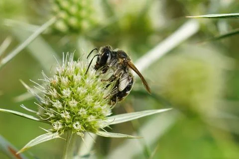 Closeup on a variable mining bee, Andrena variabilis , collecting pollen Fotos de archivo