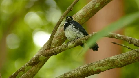 Closeup of variable seedeater bird perched on branch in wild tropical setting Video stock 93053414