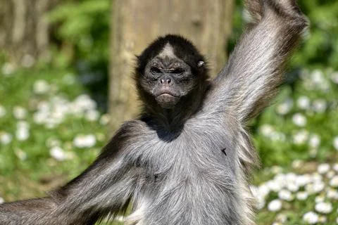 Closeup variegated spider monkey 写真素材