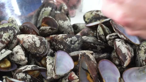 Closeup of various black sea shells for cooking by opening them with hands in 库存影片 189140731