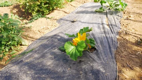 Closeup of vegetables in garden in summer Stock Footage 93746777
