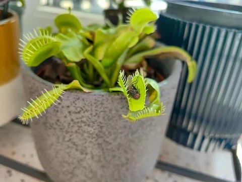 Closeup of a venus flytrap, carnivorous plant catching and eating dead fly Fotos Stock