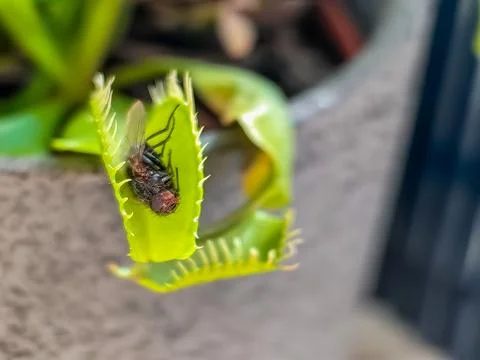 Closeup of a venus flytrap, carnivorous plant catching and eating dead fly Stock Photos