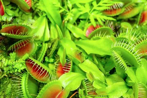 Closeup of Venus flytrap carnivorous plants Stock Photos