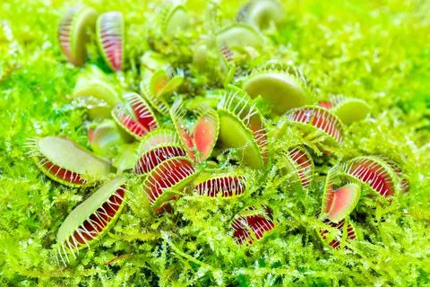 Closeup of Venus flytrap carnivorous plants 库存照片