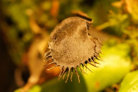 Closeup of Venus Flytrap Plant Detail Foto stock