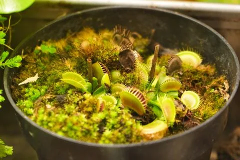 Closeup of Venus flytrap plants Stock Photos