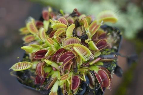 Closeup of a Venus flytrap in  the pot, a carnivorous plant with open jaws Foto stock