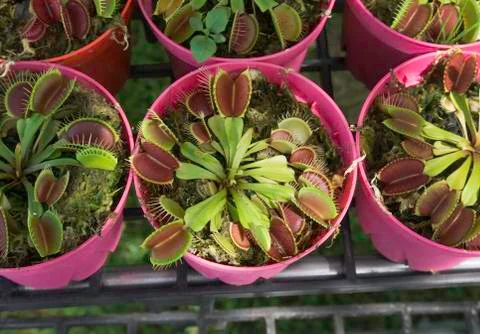 Closeup Venus Flytrap in small pink pot Stock Photos