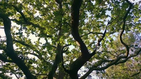 Closeup Of Verdant Oak Tree In The Forest Greenery In Spain. arc shot Video stock 256770559