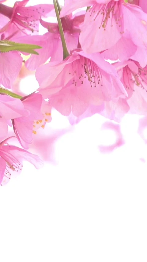 Closeup, vertical of cherry blossoms, early blooming Sakura with honeybee. 4K Stock Footage 328899570