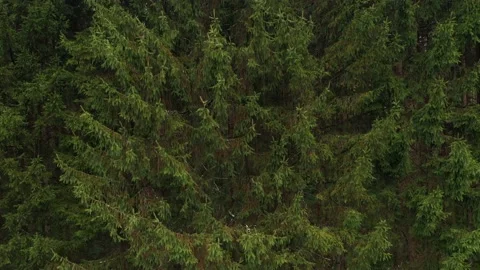 Closeup vertical flight in the forest Vídeos de archivo 140615513
