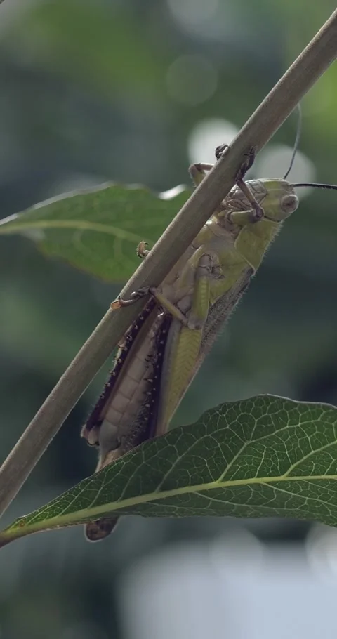 Closeup vertical macro of Grasshopper with antennas. Wildlife concept Stock Footage 281616628