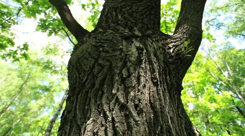 Closeup vertical panoramic scene of oak bark tree. 库存影片 51232854