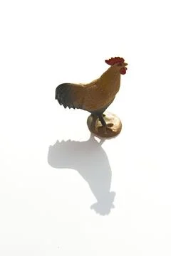 A closeup vertical shot of a small plastic cock toy figurine on a reflective  Stock Photos