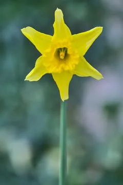 Closeup vertical view of single spring yellow daffodil (Narcissus), Dublin Stock Photos