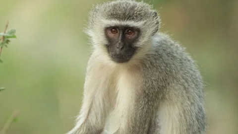 Closeup of a Vervet monkey lifting its head and looking into the camera, Kruger Stock Footage 338999893