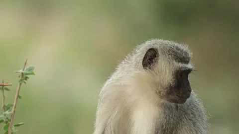 Closeup of a vervet monkey looking around before another monkey walks up to him Stock Footage 339000344