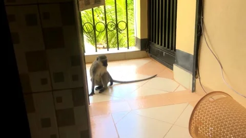 Closeup Vervet Monkey Scratching Backside Smells Licks Fingers Diani Beach Kenya Stock Footage 252930581
