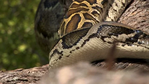 Closeup of a very large tree snake slithering along the branches of a tree Stock Footage 125467982