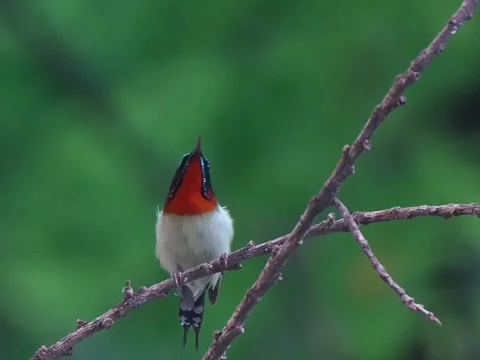 Closeup of a vibrant firebreasted flowerpecker perched on a thin branch Stockbeeldmateriaal 336033238