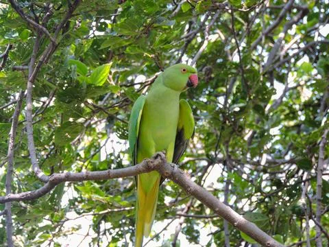 Closeup Vibrant green Indian ringneck parrot with red beak sitting on a tree Fotos de archivo