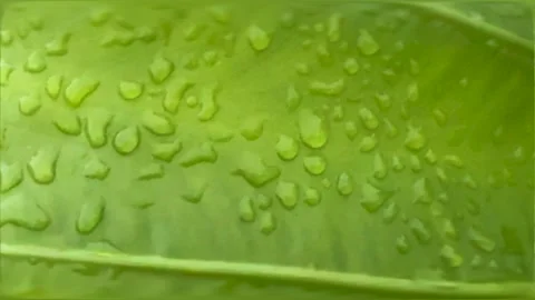 Closeup of a vibrant green leaf with dewdrops highlighting natural texture .. Stock Footage 340053048