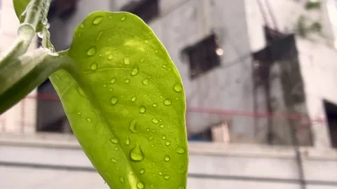 Closeup of a vibrant green leaf with raindrops against an urban building ba.. Stock-Footage 340221306