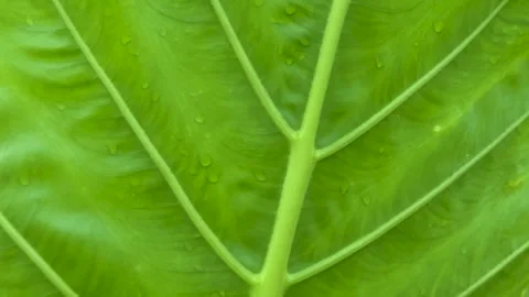 Closeup of a vibrant green leaf with visible veins and water droplets creat.. Stock Footage 340053068