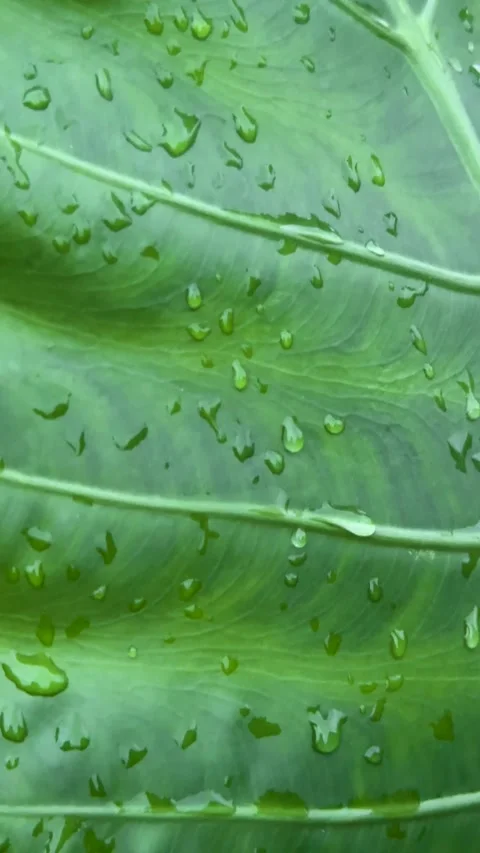 Closeup of a vibrant green leaf with water droplets showcasing natural text.. Stock Footage 339425406