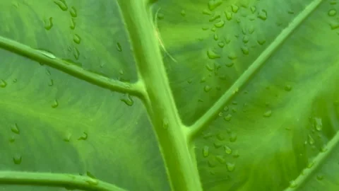 Closeup of a vibrant green leaf with water droplets showcasing natural text.. Stock-Footage 340053091