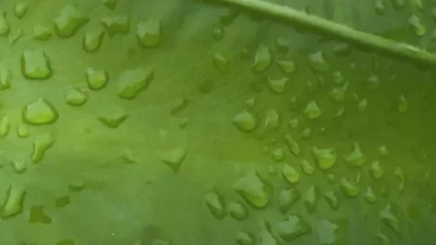 Closeup of a vibrant green leaf with water droplets creating a refreshing n.. Vidéo 340053095
