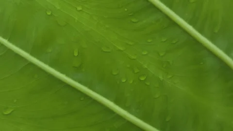 Closeup of vibrant green leaf with water droplets showcasing natural textur.. Stock-Footage 340053150