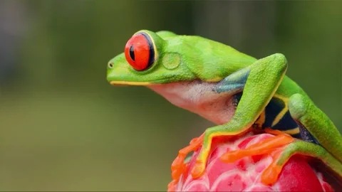 Closeup of a vibrant red eyed tree frog resting on a red object Stock Footage 341753272