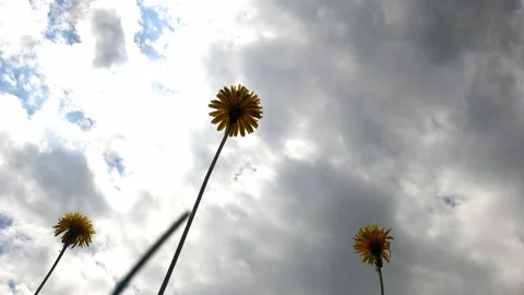 Closeup of vibrating Common Dandelion flowers under gray cloudy sky Stock Footage 247739628