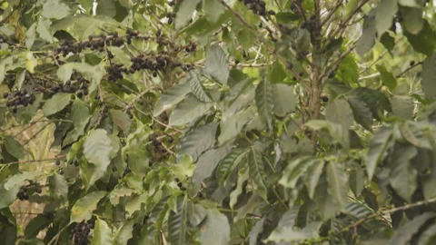 Closeup of vibrating technology machine harvesting coffee, Stock Footage 163147217