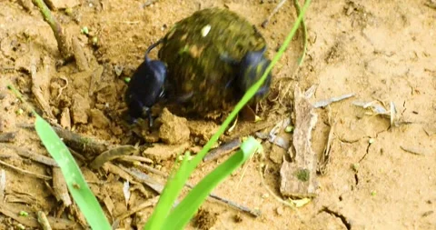 Closeup video of 2 dung beetles rolling a dung ball.