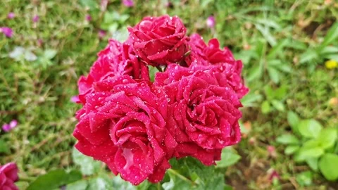 A closeup video of beautiful, elegant red roses with tiny raindrops on peta.. Stock Footage 313380990