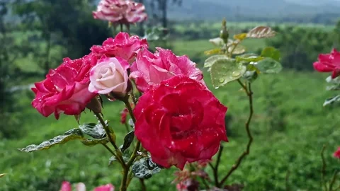 A closeup video of beautiful, elegant red roses with tiny raindrops on peta.. Stock Footage 313380991