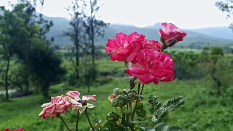 A closeup video of beautiful, elegant red roses with tiny raindrops on peta.. Stock Footage 313380995