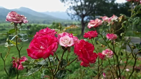 A closeup video of beautiful, elegant red roses with tiny raindrops on peta.. Stock Footage 313380998