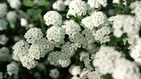 Closeup video of beautiful Spiraea flowers blooming in a garden. White blossoms Stock Footage 316920428