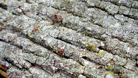 Closeup video of bugs on tree trunk highlights natures beauty Stock Footage 273220328