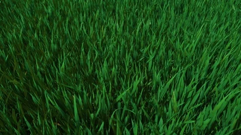 A closeup video capturing the beauty of a lush green grass field in vibrant Stock Footage 313284663